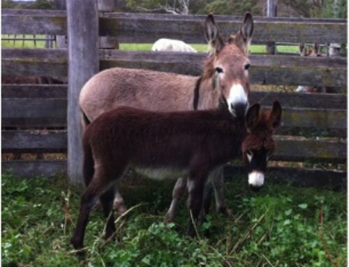 Donkey foals now available – white, grey, brown and chestnut colours